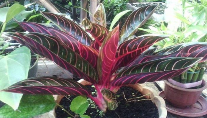 Geliat Aglaonema Di Tengah Pandemi, Cuannya Lumayan!