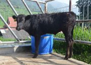 Sapi Wagyu, Penuhi Kebutuhan Daging Indonesia