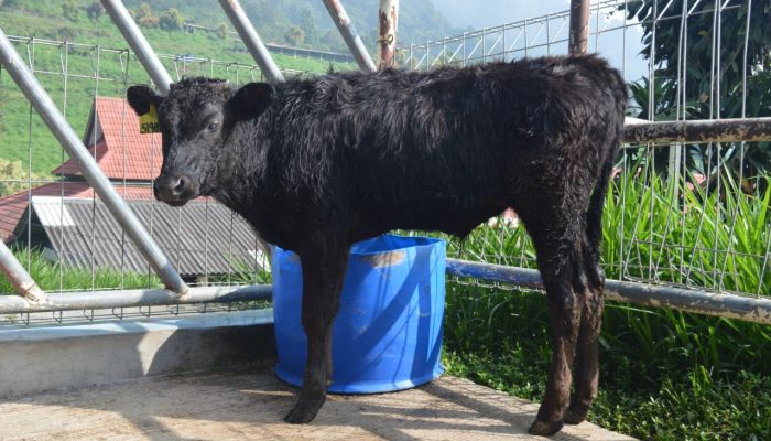 Sapi Wagyu, Penuhi Kebutuhan Daging Indonesia