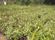 Pulihkan Ekonomi Nasional, Kementan Fokus Kembangkan Benih Unggul dan Prospektif