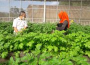 Benih Bermutu Tingkatkan Produktivitas Kentang