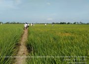 Balitbangtan Reaksi Cepat Atasi Serangan Tungro di Sulawesi Selatan