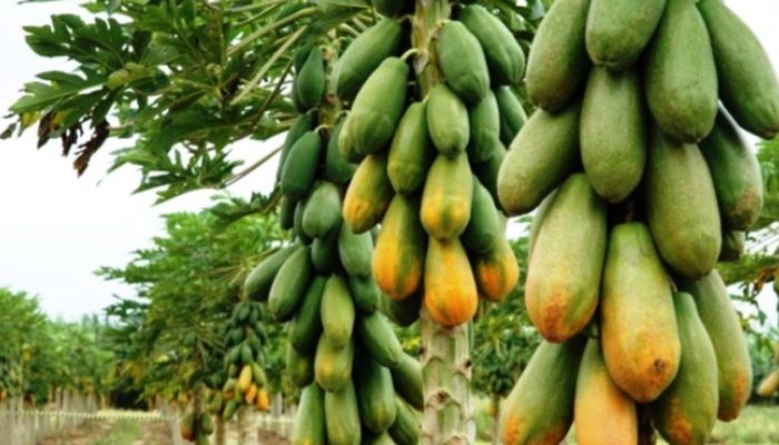 Tangkal Covid 19 dengan Pisang dan Pepaya