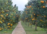 Integrasi TSP dan Agroeduwisata, Balitjestro: Sejahterakan Petani, Topang Ekonomi Bangsa