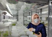 Singa Hijau di Pilkada Depok