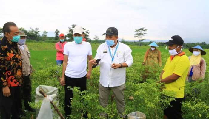 Kementan Kembangkan Budidaya Bawang Putih Di Kabupaten Probolinggo