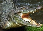 Wadaw! Buaya Terkam Nenek Pas Lagi BAB