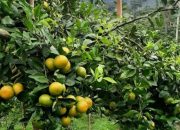 Tekan Angka Pengangguran, Kementan Inisiasi Pengembangan 1.000 Kampung Hortikultura