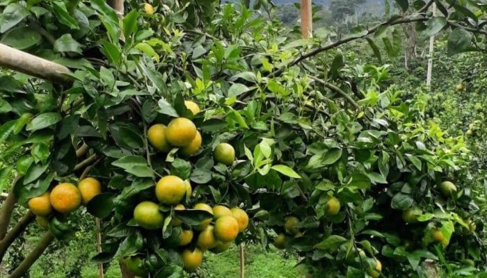 Tekan Angka Pengangguran, Kementan Inisiasi Pengembangan 1.000 Kampung Hortikultura