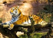 2 Harimau Sinka Zoo Lepas, Satu Karyawan Tewas Diterkam