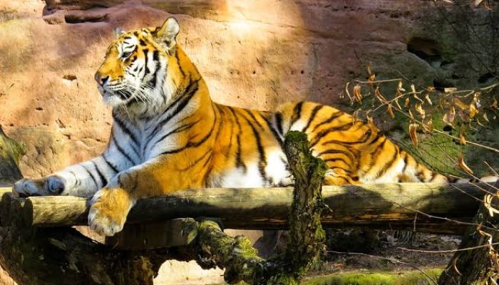 2 Harimau Sinka Zoo Lepas, Satu Karyawan Tewas Diterkam