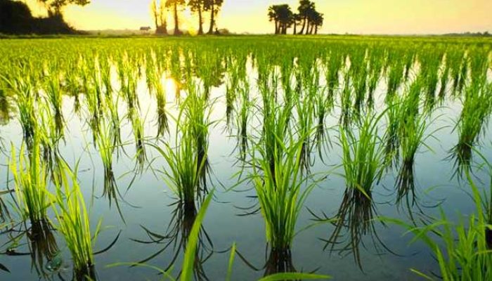 Indeks Pangan Indonesia Lebih Buruk dari Ethiopia