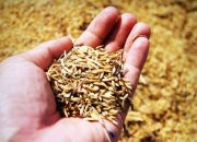 Serap Gabah Petani NTB Dengan Target 40.000 Ton, Kementan Rangkul Bulog