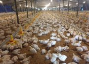 Genjot Ekspor, Kementan Sertifikasi Kompartemen Bebas Flu Burung