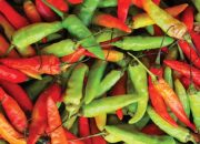 Menteri Pertanian Jamin Pasokan Cabai Cukup