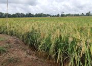 Kementan Gerakkan Kostraling Serap Gabah di Jabar