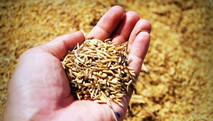 Harga Gabah Anjlok, DPR: Pemerintah Harus Turun Tangan