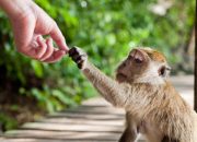 Wow! Monyet Bisa Main Gim Karena Chip Elon Musk