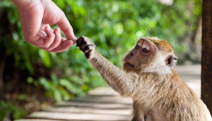 Wow! Monyet Bisa Main Gim Karena Chip Elon Musk