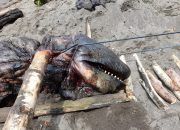 Paus Orca Mati Terdampar di Banyuwangi, KKP: Bukan Jalur Migrasi