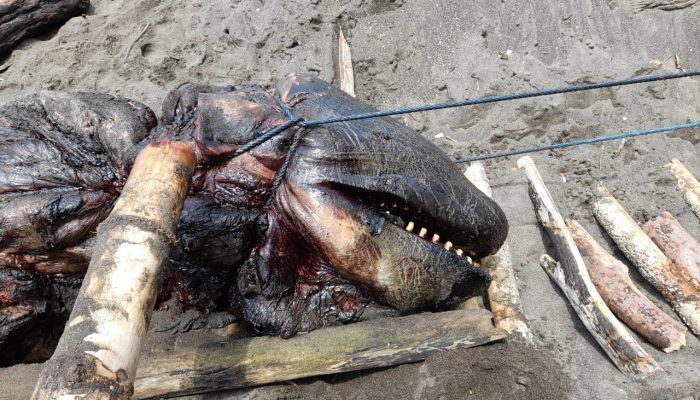 Paus Orca Mati Terdampar di Banyuwangi, KKP: Bukan Jalur Migrasi