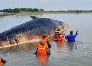 Waduh, Paus Sperma Seberat 20 Ton Terdampar di Cirebon