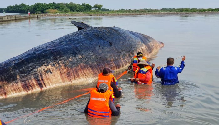 Waduh, Paus Sperma Seberat 20 Ton Terdampar di Cirebon