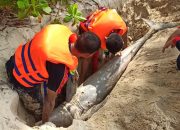 Lumba-lumba Terdampar di Natuna Akhirnya Dikuburkan