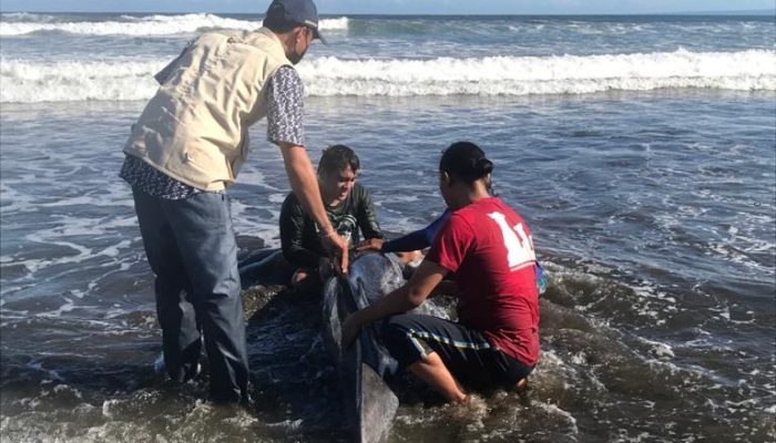 Terdampar di Bali, Lumba-lumba Risso Berhasil Diselamatkan