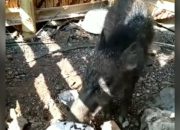 Ngeri! 5 Fakta Penangkapan Babi Ngepet di Bedahan Depok