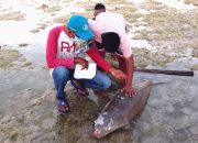 KKP Kuburkan Dugong yang Terdampar di Sabu Raijua