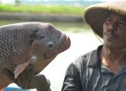 Gurami Bima Siap Bangkitkan Sektor Perikanan