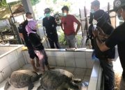 Penjualan 4 Penyu Hijau Berhasil Digagalkan