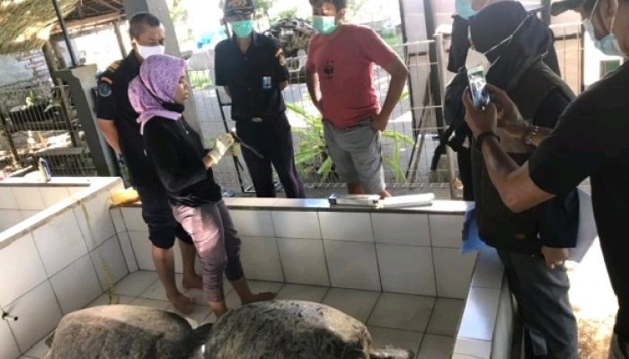 Penjualan 4 Penyu Hijau Berhasil Digagalkan