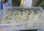 Tingkatkan Ekspor Sarang Burung Walet, Kementan Lakukan Terobosan