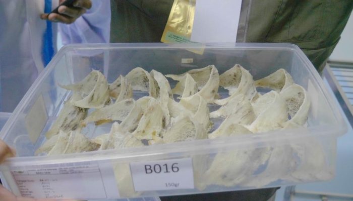 Tingkatkan Ekspor Sarang Burung Walet, Kementan Lakukan Terobosan