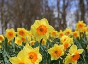 Komoditas Potensial, Indonesia Genjot Ekspor Tanaman Hias