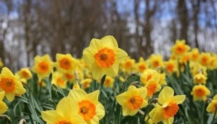 Komoditas Potensial, Indonesia Genjot Ekspor Tanaman Hias