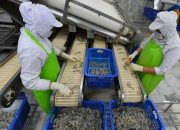 Tunjukkan Tren Positif, Ekspor Perikanan Semarang Capai Rp 323 M