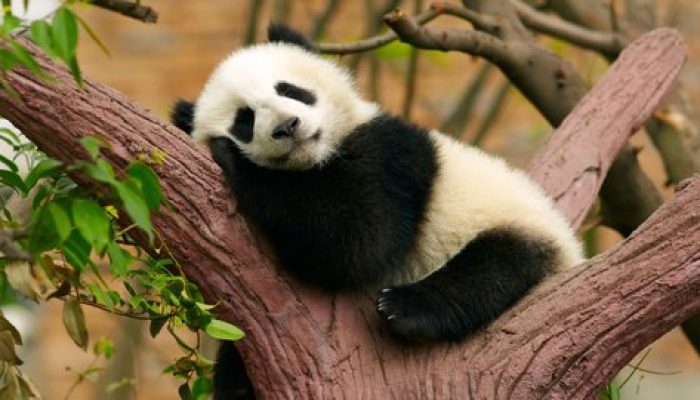 Tutup Hari Pertama Lebaran, Taman Margasatwa Ragunan Dibuka Hari Ini