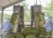 Jember Ekspor 21 Ton Edamame ke Jepang