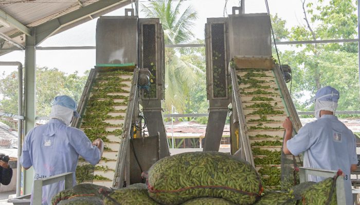 Jember Ekspor 21 Ton Edamame ke Jepang