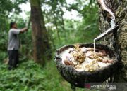 Meski Pandemi Karet Alam Terus Alami Pertumbuhan