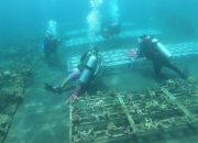 Pemulihan Laut, KKP Perluas Coral Stock Center di Manado