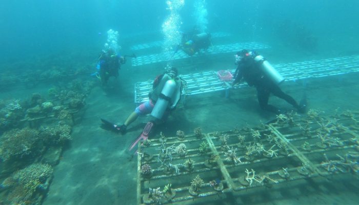 Pemulihan Laut, KKP Perluas Coral Stock Center di Manado