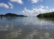 Rehabilitasi Pesisir Lombok Barat, KKP Tanam 50.000 Bibit Mangrove