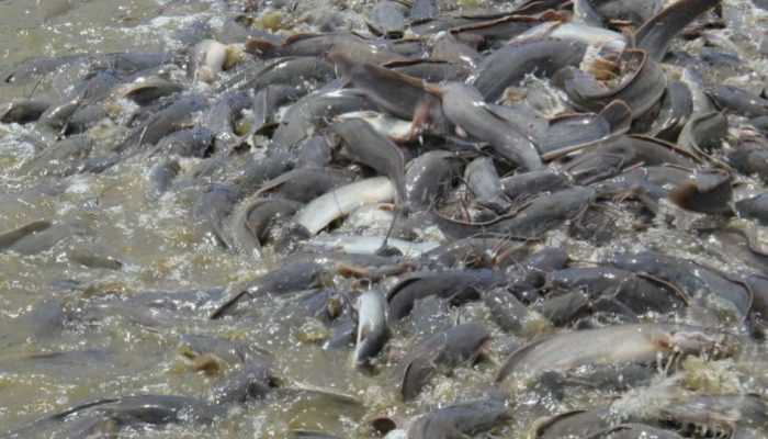 Menuai Keuntungan Dengan Budidaya Lele Sistem Bioflok