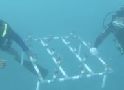 Jaga Ekosistem Terumbu Karang, KKP Bangun Coral Stock Center di Maratua