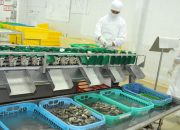 Permintaan Sektor KP Meningkat, Neraca Perdagangan Surplus Rp27 Triliun