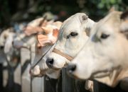 Penyembelihan Hewan Kurban Menurut Sains